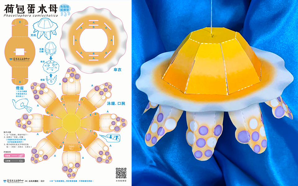 水母系列紙模型-荷包蛋水母(臺灣海洋教育中心X小卡片會社)