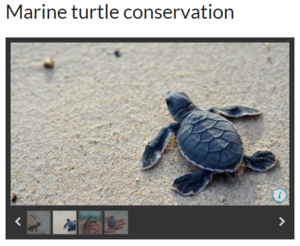 Marine turtle conservation（Vietnam）