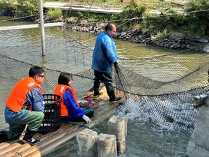 Program participants experiencing the harvest and selection of Taiwan tilapia.(Open new window/jpg file)